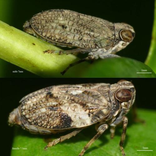 Issus coleoptratus